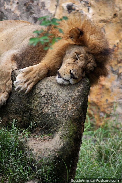 African Lion, has a lifespan of 10-14 years in the wild, sleeping at Cali Zoo. (480x720px). Colombia, South America.