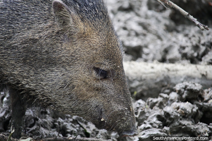 Collared Peccary at Cali Zoo, small animal with hooves, eats cactus, fruit and roots. (720x480px). Colombia, South America.
