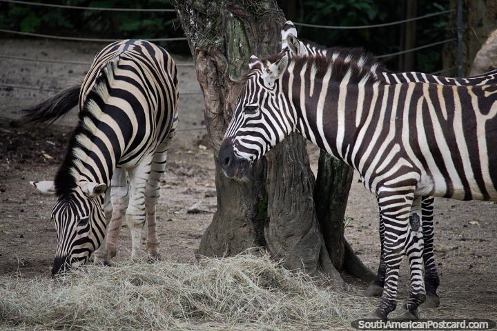 As zebras tm faixas nicas para cada animal e so animais sociais, Jardim zoolgico de Cali. (720x480px). Colmbia, Amrica do Sul.