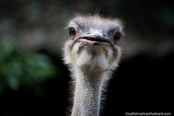 Emu at Cali Zoo, 2nd tallest animal after the ostrich, plant eaters. (720x480px). Colombia, South America.