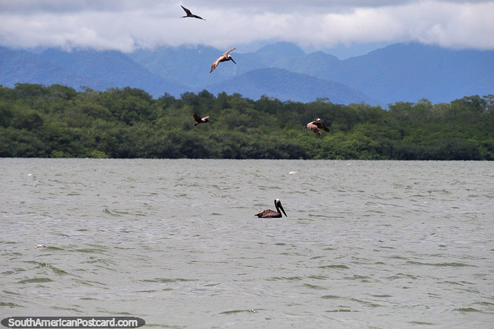 Grupo de pelicanos em mar da costa de Buenaventura (Costa do Pacïfico). (720x480px). Colômbia, América do Sul.