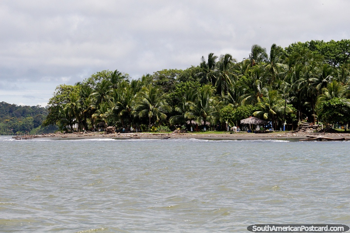 Thick jungle and palm trees on the coast between Buenaventura and Juanchaco. (720x480px). Colombia, South America.