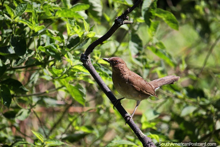 Brown feathered bird, a sunny morning at Tinamu Birding Nature Reserve in Manizales. (720x480px). Colombia, South America.