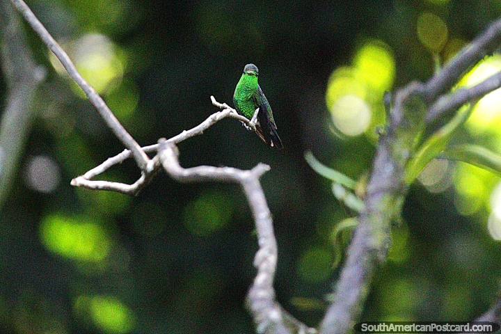 Green hummingbird in the gardens at Tinamu Birding Nature Reserve in Manizales. (720x480px). Colombia, South America.
