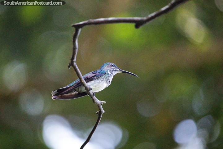 Hermoso colibrí posado en una rama delgada en la Reserva Natural de Observación de Aves Tinamu en Manizales. (720x480px). Colombia, Sudamerica.