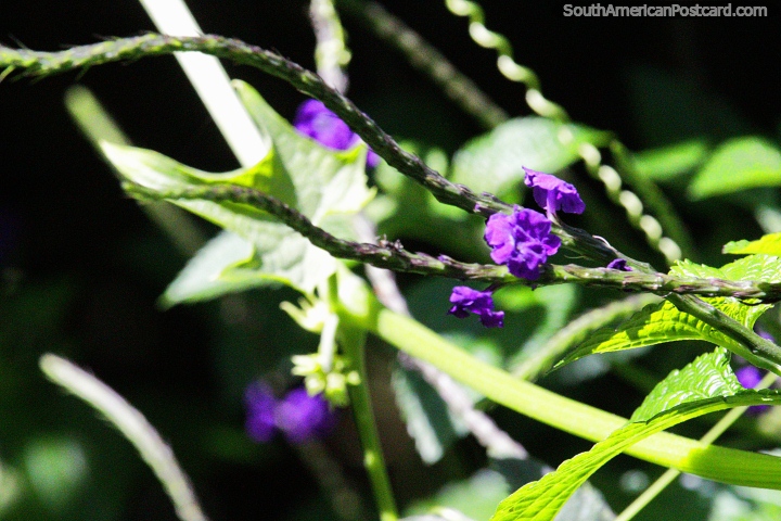Flores purpúreas, folhas verdes, formas bonitas, os jardins em Reserva de Natureza de Observação de aves Tinamu em Manizales. (720x480px). Colômbia, América do Sul.