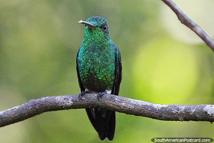 Colibr, no se quedan quietos por mucho tiempo, Reserva Natural de Observacin de Aves Tinamu, Manizales. (720x480px). Colombia, Sudamerica.