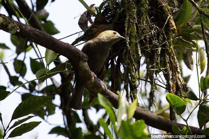 Pájaro de color verde caqui en la Reserva Natural de Observación de Aves Tinamu en Manizales. (720x480px). Colombia, Sudamerica.