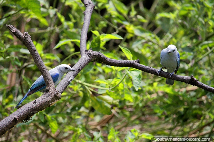 Um par de Tanager Azul-cinza, o pássaro mais comum e frequentemente visto em Reserva de Natureza de Observação de aves Tinamu em Manizales. (720x480px). Colômbia, América do Sul.