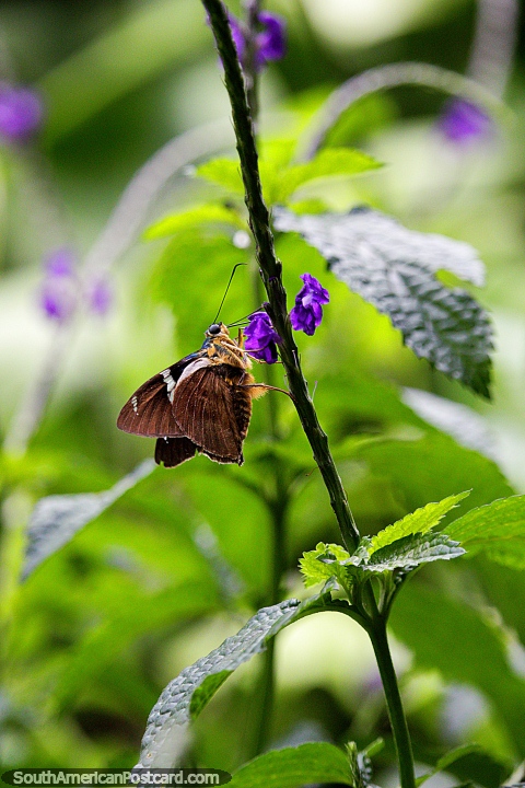 Disfrutando de la naturaleza y los jardines con mariposas en la Reserva Natural de Observación de Aves Tinamu en Manizales. (480x720px). Colombia, Sudamerica.