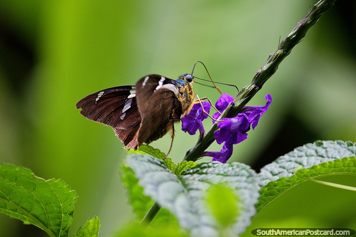Mariposa sobre una flor morada, disfrutando de la naturaleza en la Reserva Natural de Observación de Aves Tinamu en Manizales. (720x480px). Colombia, Sudamerica.