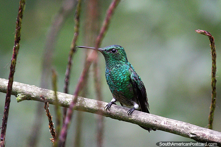 As beija-flores são um dos pássaros mais pequenos, veem-nos na Reserva de Natureza de Observação de aves Tinamu em Manizales. (720x480px). Colômbia, América do Sul.