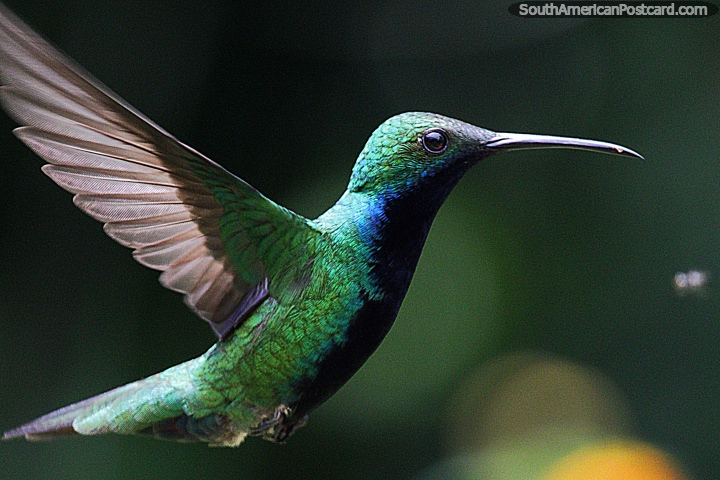 Colibrí verde y azul en la Reserva Natural de Observación de Aves Tinamu en Manizales. (720x480px). Colombia, Sudamerica.