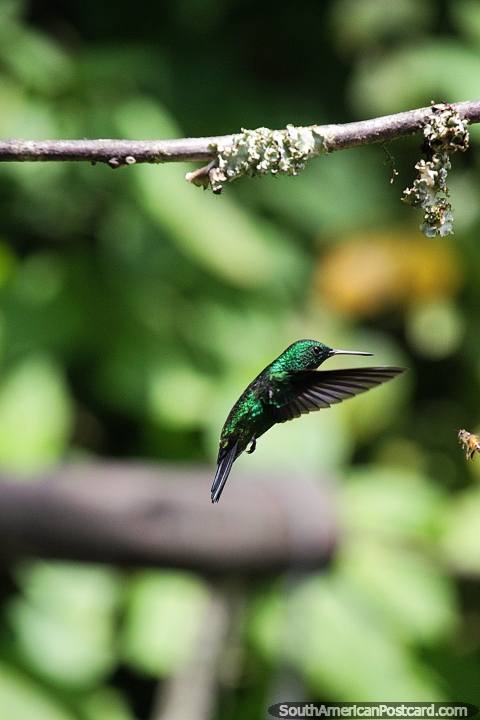As beija-flores lançam-se em volta muito rapidamente, um desafio a fotografar, Observação de aves Tinamu em Manizales. (480x720px). Colômbia, América do Sul.