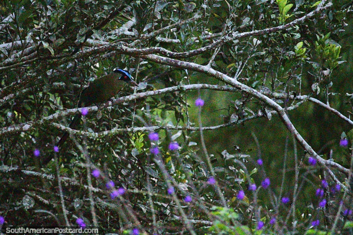 Pájaro oscuro con azul en la parte superior de su cabeza - Nunca lo volví a ver, Reserva Natural de Observación de Aves Tinamu, Manizales. (720x480px). Colombia, Sudamerica.
