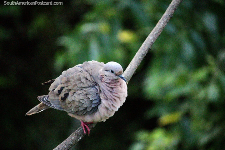 Beautiful fluffy dove, one of many birds I saw at Tinamu Birding Nature Reserve in Manizales. (720x480px). Colombia, South America.