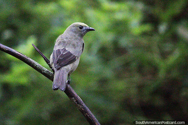 Um Tanager, um pássaro muito comum para ver na zona rural em volta de Manizales. (720x480px). Colômbia, América do Sul.