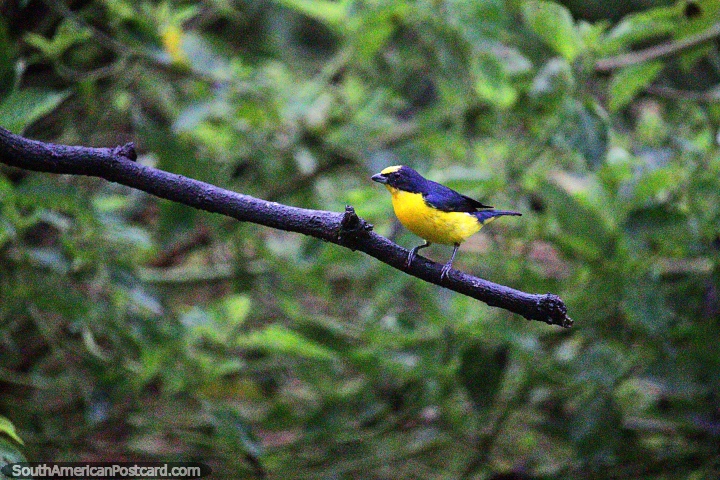 Eufonia Gorgiamarilla, un pequeño pájaro negro y amarillo, Reserva Natural de Observación de Aves Tinamu en Manizales. (720x480px). Colombia, Sudamerica.