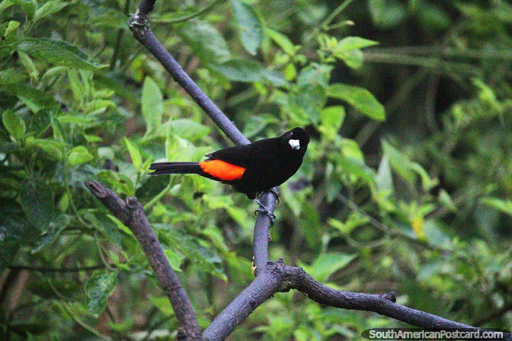 Black bird with bright orange back, an obscure bird I saw only once at Tinamu Birding Nature Reserve in Manizales. (720x480px). Colombia, South America.