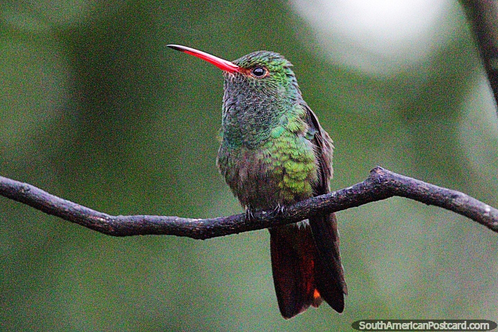 A super-small hummingbird sits solitary on a thin branch in the countryside around Manizales. (720x480px). Colombia, South America.