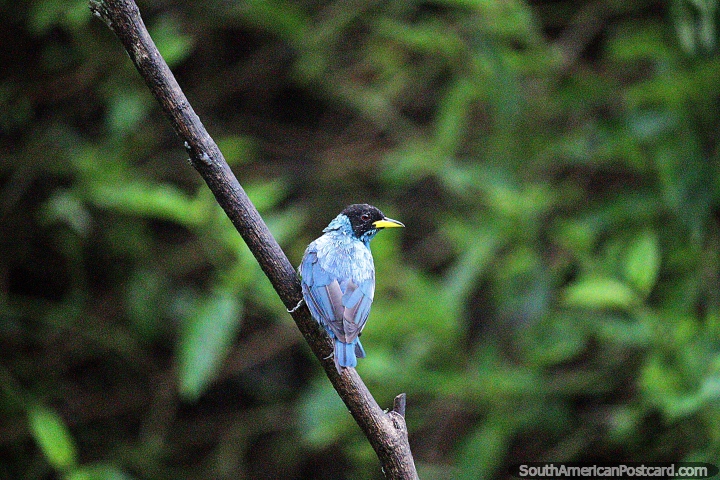 Green Honeycreeper, blue feathers and black head, seen at Tinamu Birding Nature Reserve in Manizales. (720x480px). Colombia, South America.