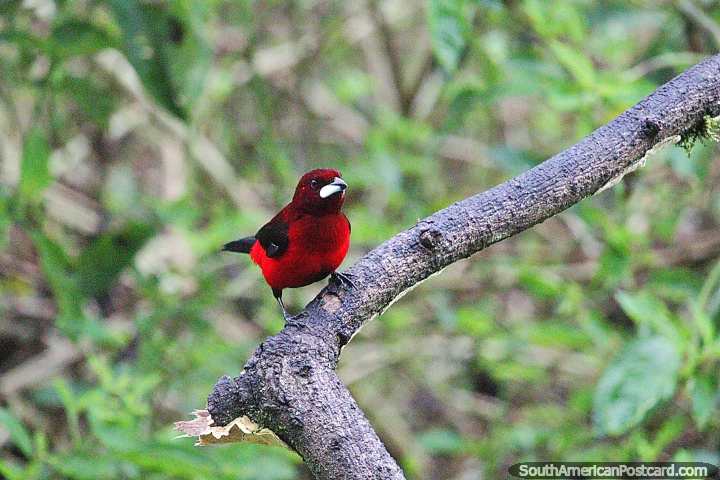 Asoma Terciopelo, pájaro rojo brillante, lo ves de vez en cuando, Reserva Natural de Observación de Aves Tinamu, Manizales. (720x480px). Colombia, Sudamerica.