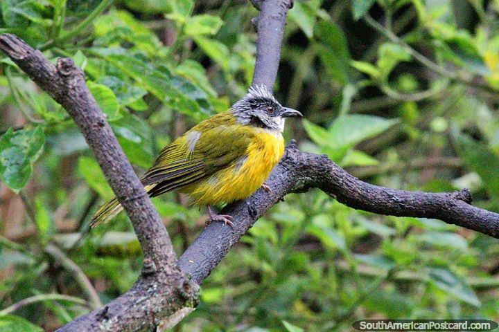 Tanager da cabeça cinza, outro pássaro comum divisa-se na Reserva de Natureza de Observação de aves Tinamu em Manizales. (720x480px). Colômbia, América do Sul.