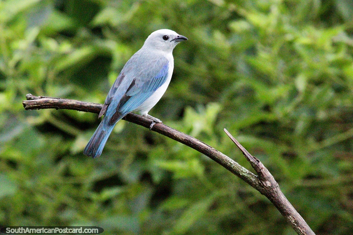 Tanager azul-cinza, um pássaro comum colorido em várias sombras de azul, Observação de aves Tinamu, Manizales. (720x480px). Colômbia, América do Sul.