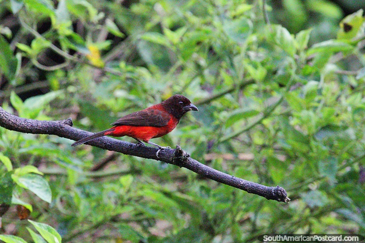 Pássaro vermelho com cabeça marrom e asas vistas em Reserva de Natureza de Observação de aves Tinamu em Manizales. (720x480px). Colômbia, América do Sul.