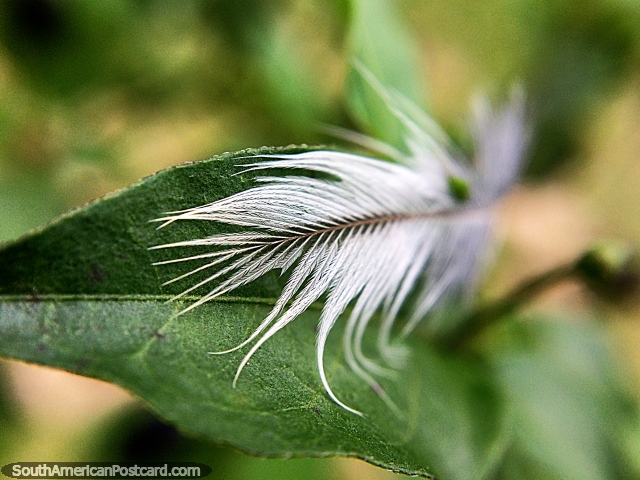 Tiny white feather on a leaf, macro photo in the garden at Tinamu Nature Reserve in Manizales. (640x480px). Colombia, South America.