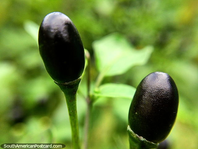 Pair of tiny black pods, macro photo in the garden at Tinamu Nature Reserve in Manizales. (640x480px). Colombia, South America.