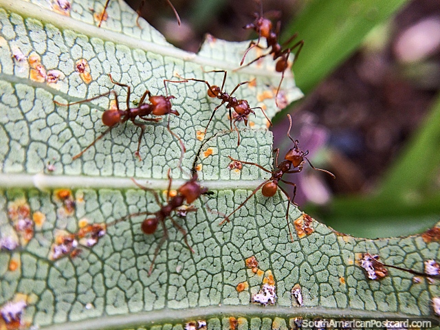 Ants busy tearing a leaf apart, macro photo in the garden at Tinamu Nature Reserve in Manizales. (640x480px). Colombia, South America.