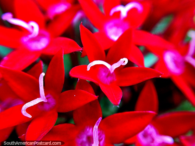Flores brancas, vermelhas e rosa muito pequenas, uma cama de brilho, foto macro no jardim em Reserva de Natureza Tinamu em Manizales. (640x480px). Colmbia, Amrica do Sul.