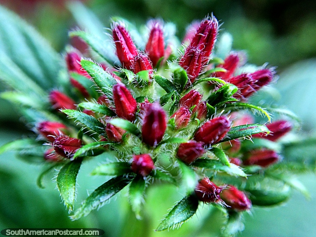 Beautiful red and green formation in nature, macro photo in the garden at Tinamu Nature Reserve in Manizales. (640x480px). Colombia, South America.