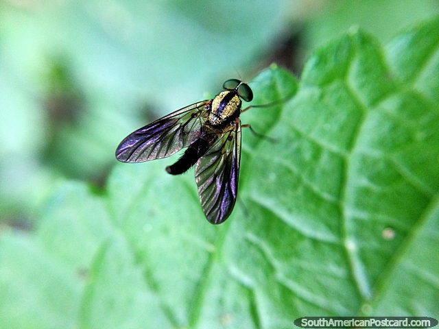 Somente uma mosca mas tem olhos verdes e umas costas amarelas, foto macro no jardim na Reserva de Natureza Tinamu em Manizales. (640x480px). Colmbia, Amrica do Sul.