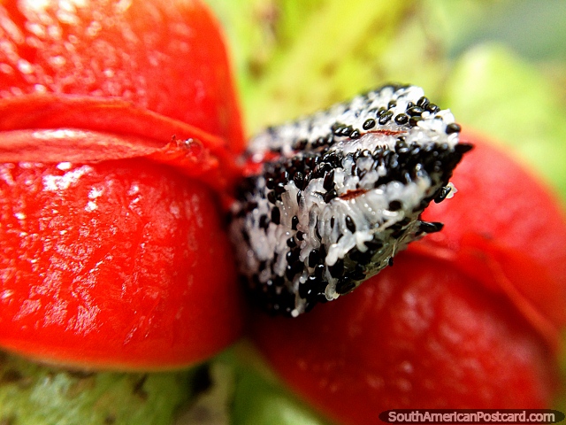 Small black and white inner between 2 red leaves, macro photo in the garden at Tinamu Nature Reserve in Manizales. (640x480px). Colombia, South America.