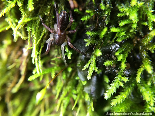 8 patas equivalen a una araa que disfruta de una casa verde, foto macro en el jardn de la Reserva Natural Tinamu en Manizales. (640x480px). Colombia, Sudamerica.