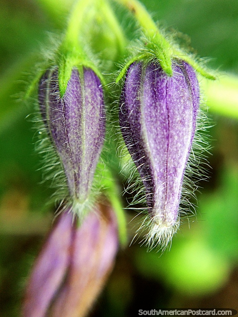 2 purple pods with white hairs, nature close-up, macro photo in the garden at Tinamu Nature Reserve in Manizales. (480x640px). Colombia, South America.