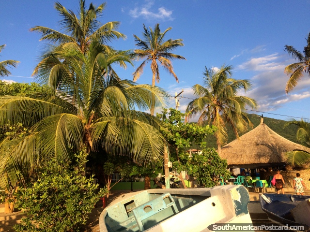 As belas palmeiras ficam altas em volta das cabanas de restaurante em Taganga. (640x480px). Colômbia, América do Sul.