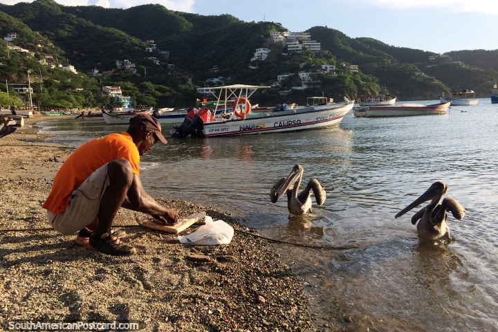 Um peixe de filetes de pescador e os alimentos sucatam a um par de pelicanos nas costas de Taganga. (720x480px). Colômbia, América do Sul.
