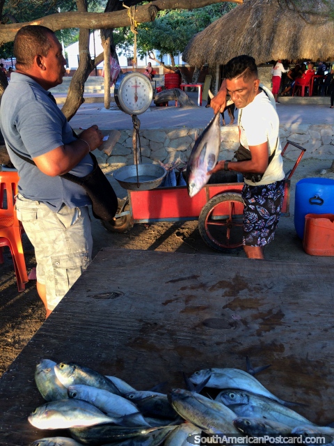 Los peces se pesan y se venden a los lugareos de Taganga por las tardes. (480x640px). Colombia, Sudamerica.