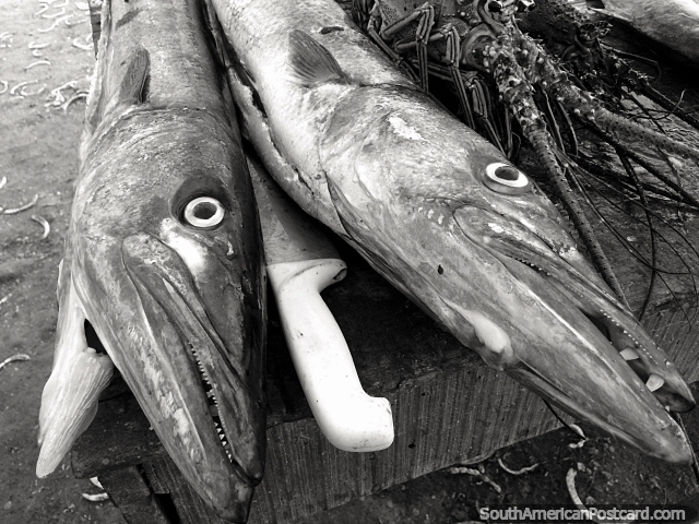 Fish with very sharp teeth lay ready to be filleted in Taganga, black and white. (640x480px). Colombia, South America.