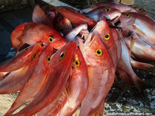 Um ramo inteiro de caranha vermelha pegada pelos pescadores de Taganga, pronta para venda. (640x480px). Colmbia, Amrica do Sul.