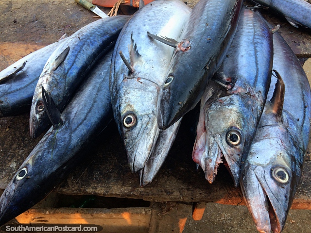 La gente de Taganga sobrevive de la pesca, muchos nunca van a un supermercado, pescado fresco. (640x480px). Colombia, Sudamerica.