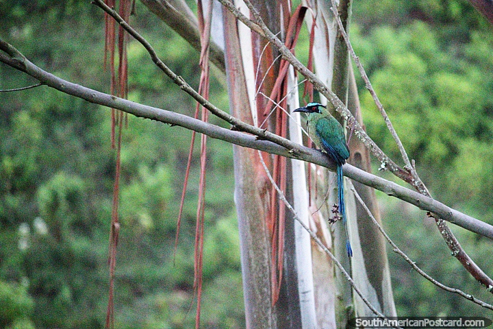 Green and teal colored bird sits in a tree above the valley in Jardin. (720x480px). Colombia, South America.