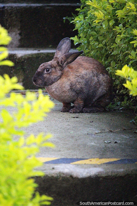 Conejo sale de los arbustos, una sorpresa matutina en Jardin. (480x720px). Colombia, Sudamerica.