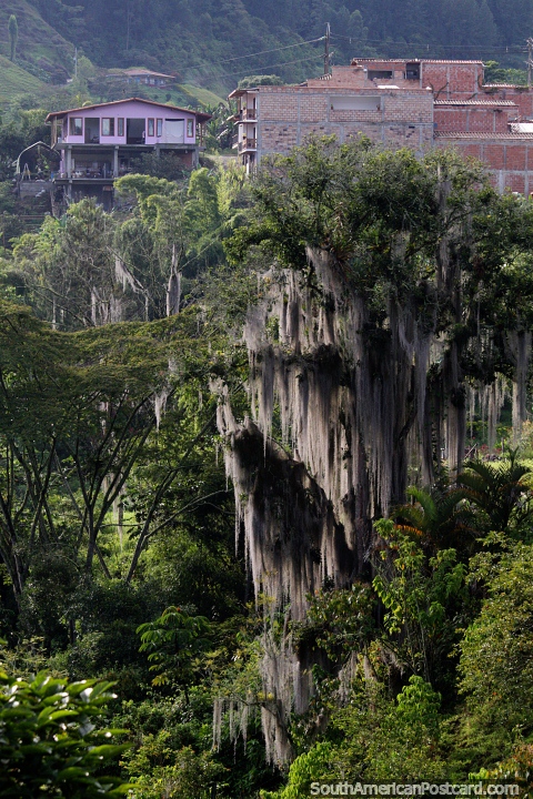 Enorme árbol barbudo en el valle con casas arriba en Jardin - espectacular. (480x720px). Colombia, Sudamerica.