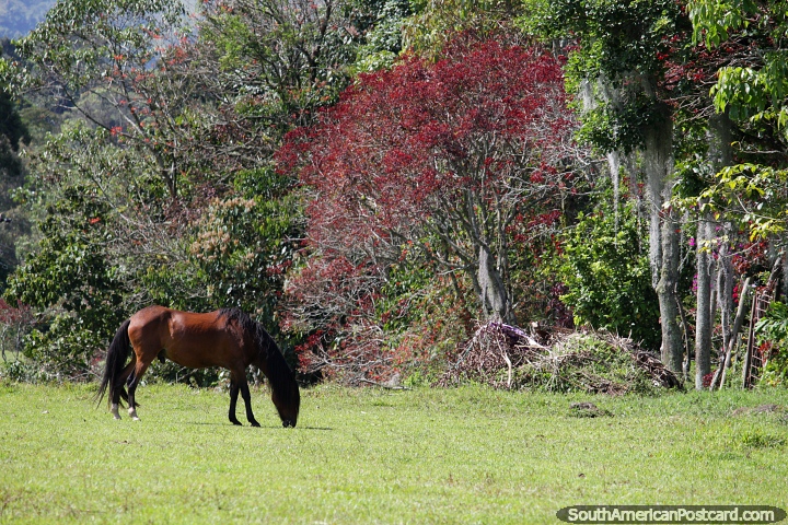 Cavalo marrom em um campo cercado por árvores exuberantes e natureza no Jardin. (720x480px). Colômbia, América do Sul.
