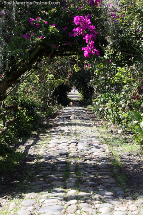 Camino de la Herrera, camino de piedra que atraviesa un túnel natural de vegetación en Jardin. (480x720px). Colombia, Sudamerica.