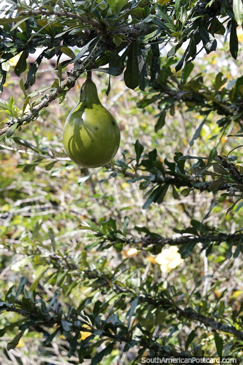 Um grande melão verde pende de uma árvore, descobrindo a natureza em Jardin. (480x720px). Colômbia, América do Sul.